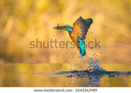 Photography of Kingfisher Bird in Nature