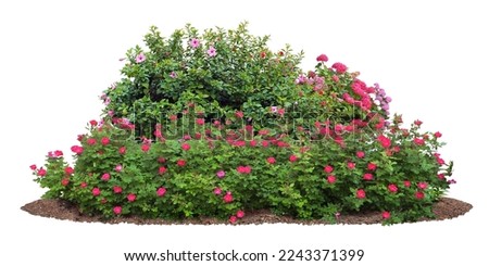 Cutout flowerbed. Plants and red flowers isolated on white background. Flower bed for garden design. Luxurious foliage of green bushes and shrubs. Red roses. Royalty-Free Stock Photo #2243371399