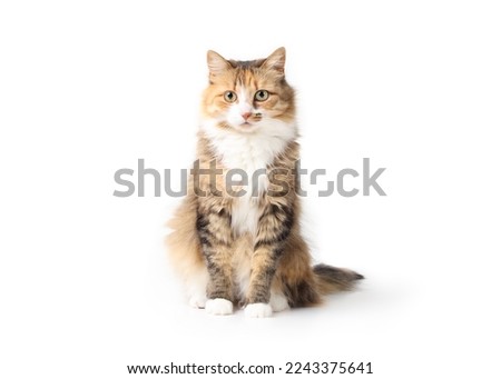 Curious cat sitting while looking at camera. Relaxed cute fluffy kitty with beautiful asymmetric markings. Full body cat portrait. 3 years old female calico or torbie. Selective focus. Isolated. Royalty-Free Stock Photo #2243375641