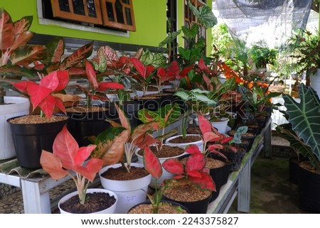 Stock of various ornamental plants on the seller's shelf