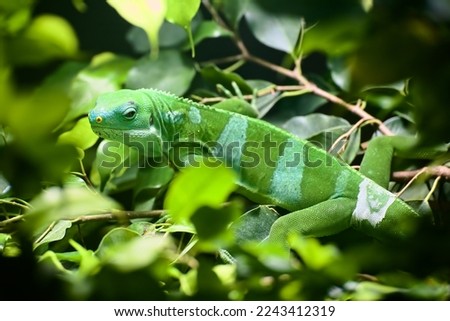 Male Lau banded iguana (Brachylophus fasciatus) sitting in lush green vegetation.