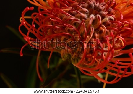 the beautiful colorful flower close up view