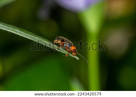 A soldier beetle sits on a green leaf macro photography in the summer. A red bug sits on a thin leaf of a plant. Wildlife landscape with black and orange insect close-up on a green background.