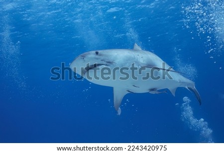 A Tiger Shark (Galeocerdo cuvier) in Bimini, Bahamas