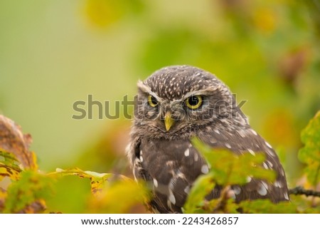 Little owl (Athene noctua) sitting on dry autumn tree. Autumn forest in background. Little owl portrait. Owl sitting on branch. Owl on tree.