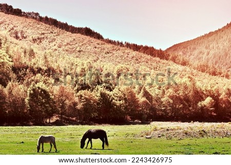 Horses Grazing on a Meadow of the French Alps, Vintage Style Toned Picture