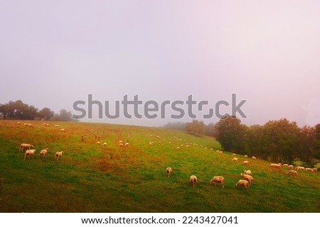 Sheep Grazing on Alpine Meadows in France, Morning Mist, Vintage Style Toned Picture