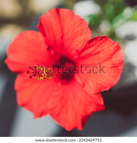 red hibiscus flower outdoor in sunny backyard	 shot at shallow depth of field