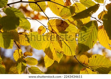 Autumn beech leaves on a tree close up on a sunny day. Copy space, shallow depth of field.