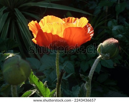 Poppy flower with sun shining through the petals, wall art, orange glow, bud, emerging