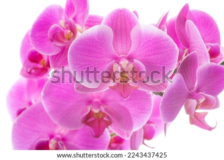 Pink orchid isolated on white background     Royalty-Free Stock Photo #2243437425