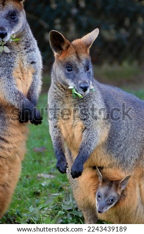 Mother swamp wallaby with a joey at zoo , Rotterdam, the Netherlands