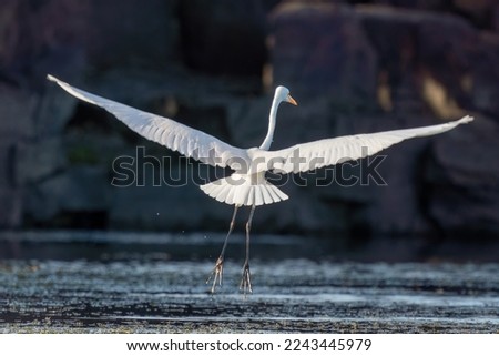 Close-up of a standing great egret during spring time on sunny day
