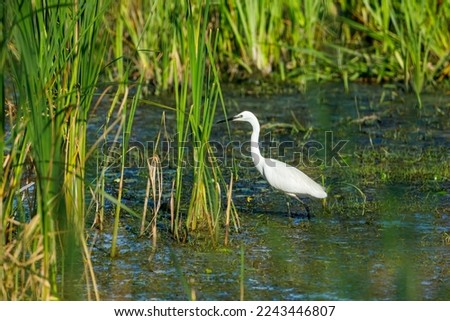 A little Egret is fishing in the Danube Delta	