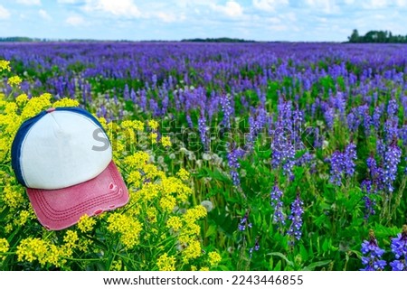 a cap without an inscription on the bushes of flowers on the field outdoors. left cap on wildflowers