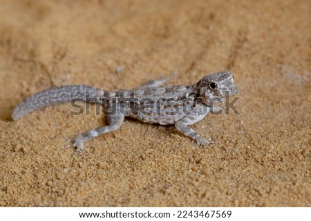 Scorpion Tailed Gecko "Pristurus carteri", Scorpion tail gecko basking in the sand, Scorpion tail gecko closeup on the sand