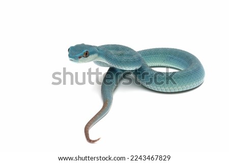 Blue viper snake on reflection, Baby viper snake closeup on isolated background, Indonesian viper snake