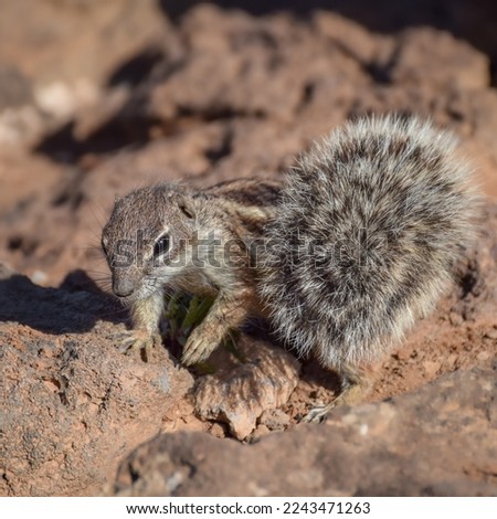 Mountain ground squirrel on the rocks in Fuerteventura, Canary islands, Spain