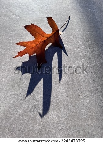 Autum leaf with shadow on concrete