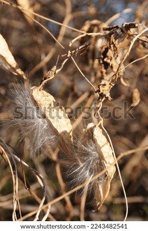 close-up Seeds and fluff of a wild herb called Asclepias syriaca