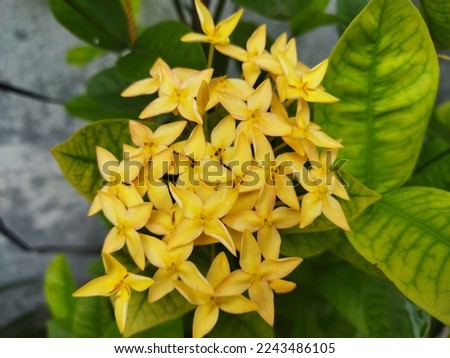 Close up view of beautiful yellow flowers accompanied by lush green leaves