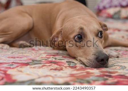 A wary female dog stares at an unwelcome person while lying on the bed. Royalty-Free Stock Photo #2243490357