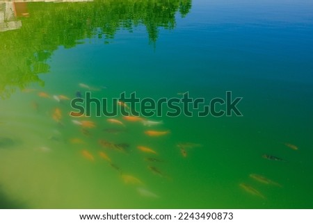 Fish pond, selective focus. Background with copy space for text