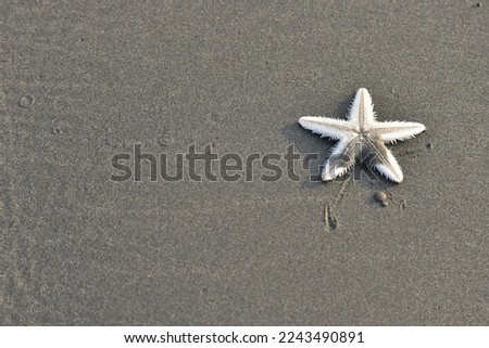 Star Fish on the beach