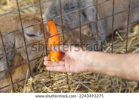 child's hand feeds a rabbit a carrot.