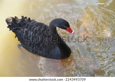 The black goose floats on the surface of the water in search of food.