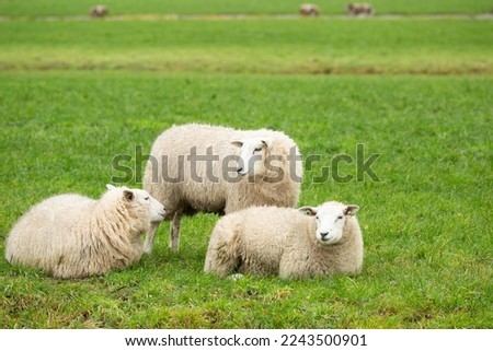 Close up of a flock of three Texel sheep lying and standing in a green meadow in the Green Heart of the Dutch Randstad near Alphen aan den Rijn