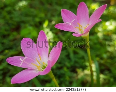 Rain lily, or also known as fairy lily, rain flower, zephyr flower. this flower is pink color