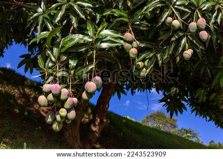 Beautiful mangoes hanging on the mango tree branches among the green leaves with a blue sky in the background