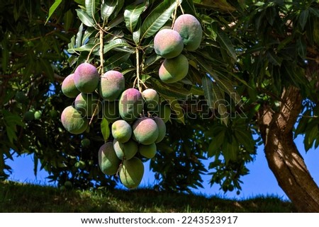 Closeup of beautiful mangoes hanging on the mango tree branches among the green leaves with a blue sky in the background