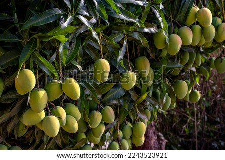 Closeup of beautiful unripe mangoes hanging on the mango tree branches among the green leaves