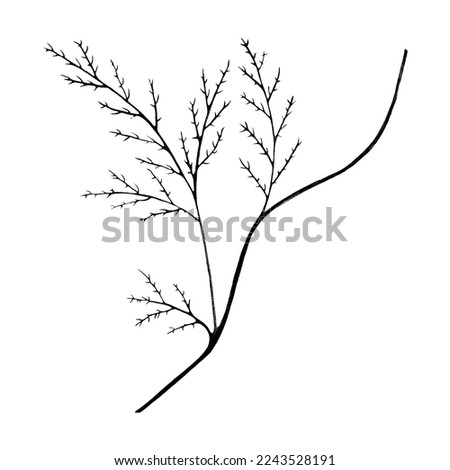 Black and White Hand Drawn Flower Leaves Isolated on White Background. Flower Branch Drawn by Black Pencil.