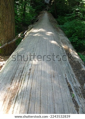 Fallen Giant Sequoia Tree at Calaveras Big Trees State Park