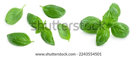 Fresh basil leaf isolated on white background with full depth of field. Top view. Flat lay Royalty-Free Stock Photo #2243554501