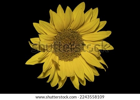 Large yellow sunflower isolated on black background