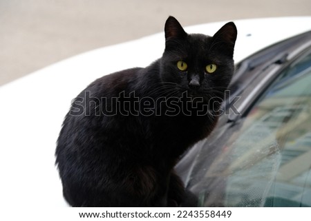 

sharp eyed black cat resting