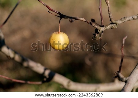 yellow apple on a branch