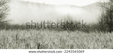 Tuscan countryside, flower meadow in the foreground, hills, trees and fog in the background. Banner format, monochrome photo.