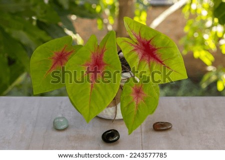 Tropical plants. Small exotic `Love Caladium` in flowerpot on the balcony in the background greenery of the garden (bokeh effect, de focused). Close-up. Selective focus. Concept of horticulture. Royalty-Free Stock Photo #2243577785