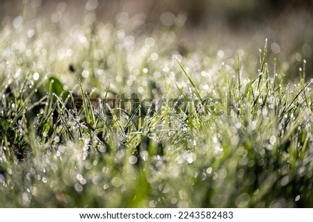 Blurred background image of green grass with bokeh and morning dew drops
