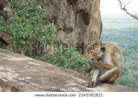 Taking pictures of Sri Lankan monkeys