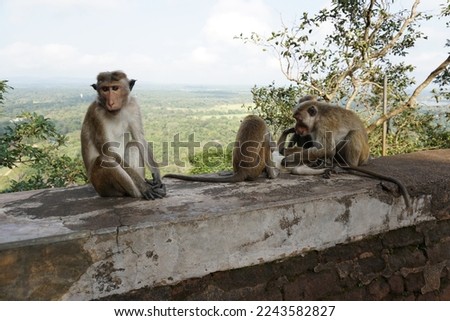 Taking pictures of Sri Lankan monkeys