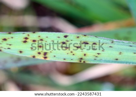 Net blotch of barley - fungal disease on barley. Can cause yield losses from 10% to 40% with a reduction in thousand grain weight. Causes by Pyrenophora teres, Drechslera teres, Helminthosporium teres Royalty-Free Stock Photo #2243587431