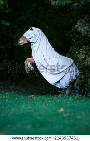 Here you see a rising horse dressed as a ghost. The picture has a creepy, halloween vibe.