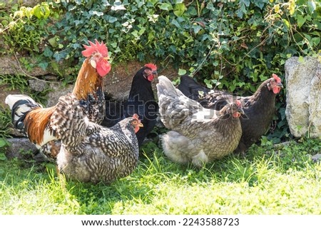 Free-range hens and roosters - chickens and roosters Royalty-Free Stock Photo #2243588723