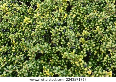 Irex crenata  Convexa  ( Mametsuge holly ) tree leaves and berries.
Aquifoliaceae evergreen shrub. Royalty-Free Stock Photo #2243591967